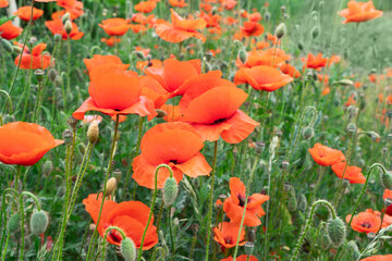 field of poppy flowers