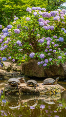 カメと紫陽花