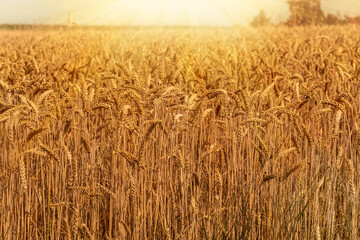 Golden wheat field with ripe ears backlight in the sun, blurred background