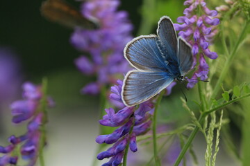 Polyommatus amandus, Amanda's Blue. Vicia cracca, Cow Vetch, bird vetch. Butterfly on a flower. Blue butterfly with spread wings on a purple floral background.