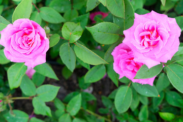 Summer garden with roses