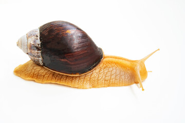 A large land snail on a white background.