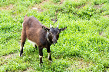 A goat on a leash stands tied on a chain