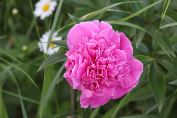 Peonies in garden in summer evening light
