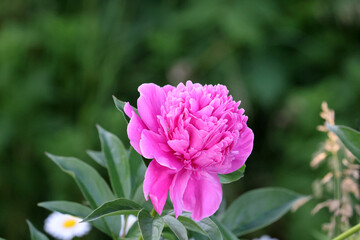 Obraz premium Peonies in garden in summer evening light 