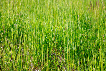 green grass background