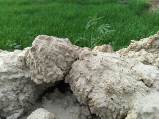 the roots of a tree