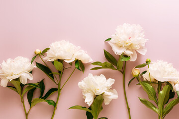 Fototapeta na wymiar Beautiful branch peonies on a pink background. Delicate flowers.