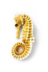 Dried seahorse skeleton on a white background