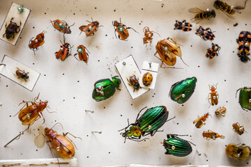 Dried insects collection - obrazy, fototapety, plakaty