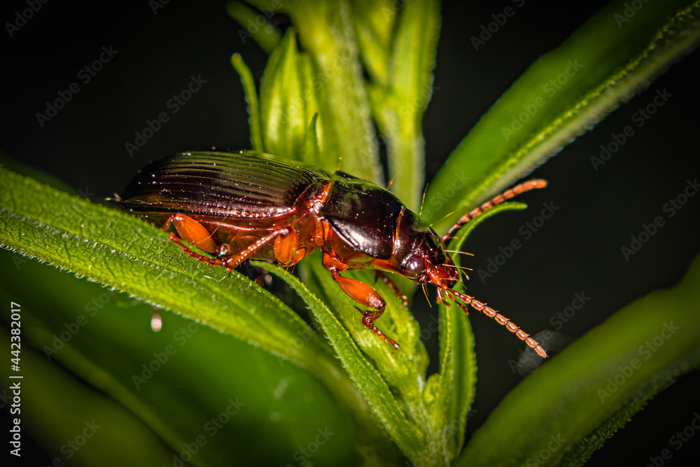 Wall mural brown small beetle with red legs crawls on the stem of a green plant