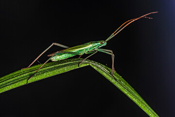 a small green insect sits on the bend of a green blade of grass