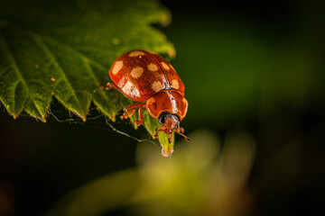 orange ladybug sitting on the edge of a green leaf