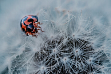 ladybug on a dandelion