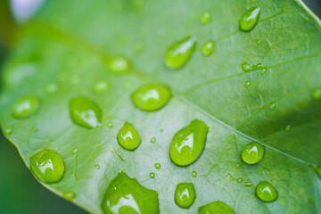 green leaf with water drops
