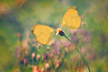 two butterflies in one flower