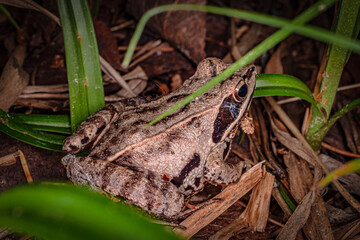
forest frog hiding in the grass