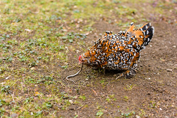 Red and black chicken eat snake for food in the garden on countryside