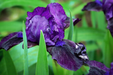 Purple iris flower on green long leaves background