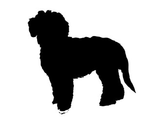 Goldendoodle dog silhouette, Vector illustration silhouette of a dog on a white background.