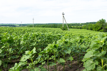 Pure sunflower field without weeds Ukraine