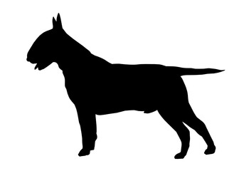 Bull Terrier dog silhouette, Vector illustration silhouette of a dog on a white background.