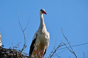Cigogne dans son nid.