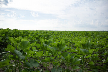 Pure sunflower field without weeds Ukraine