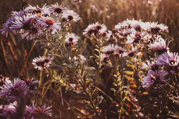Obraz premium Autumn wild grass and flowers on a meadow in the rays of the golden hour sun. Seasonal romantic artistic vintage autumn field landscape wildlife background with morning sunlight