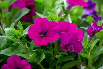 Bright pink flowers of penutia on a green background on a sunny day macro photography. Blooming garden flowers with purple petals in summertime close-up photography. - Powered by Adobe