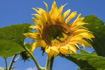 culture du tournesol