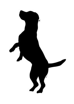 Beagle dog silhouette, Vector illustration silhouette of a dog on a white background.