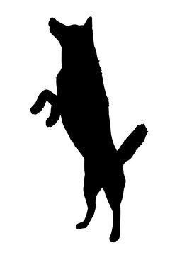 Siberian Husky dog silhouette, Vector illustration silhouette of a dog on a white background.