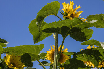 culture du tournesol