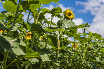 culture du tournesol