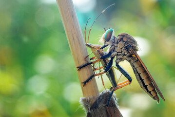 the robberfly is eating insects