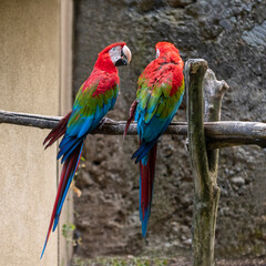 Two colorful parrot birds sitting on branch, near a wall