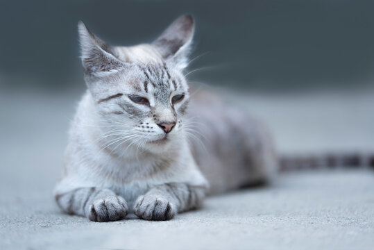Lovely cat with, squinch eyes, striped fur, relaxing on concrete, in the courtyard