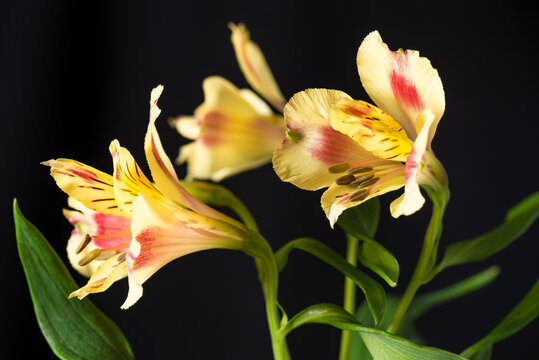 Nice white astromelia on dark background, big stamen