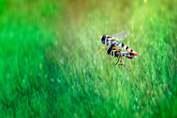 bees are mating while flying