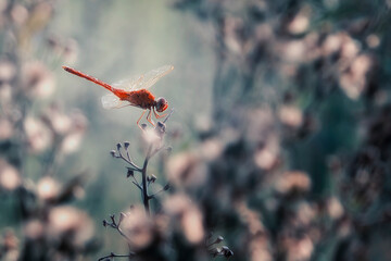 red dragonfly on a branch
