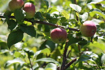 apples on a branch