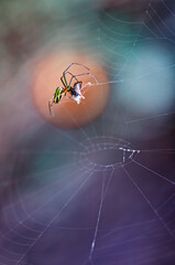 the spider is eating in the web