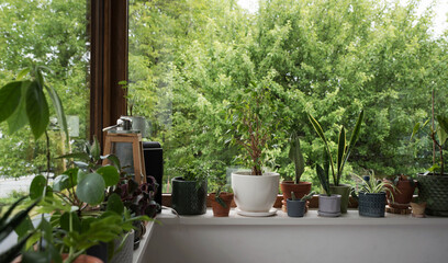 Green plants in pots on windowsill near window. Windowsill garden and house decor with natural...