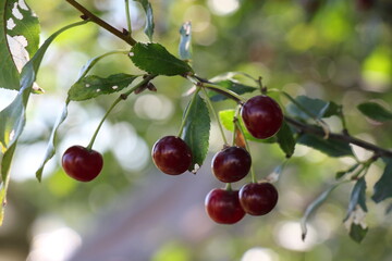 cherries on a tree