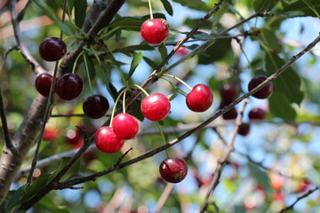 red cherries on a tree