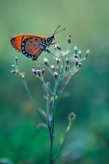 butterfly on flower
