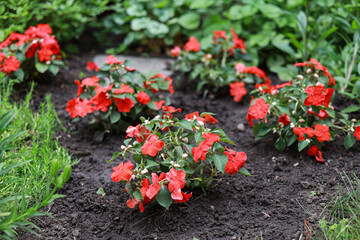 Beautiful small red flowers blooming on a garden.