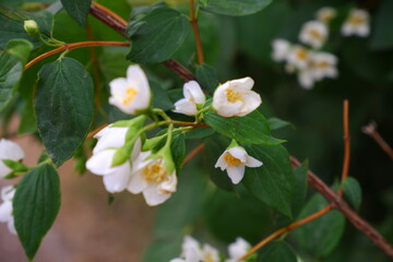 A branch of a blossoming tree.
