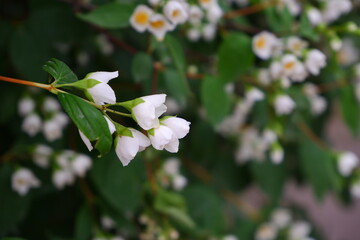 A branch of a blossoming tree.